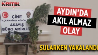 Aydın'da akıl almaz olay, sularken yakalandı