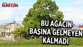 Bu ağacın başına gelmeyen kalmadı