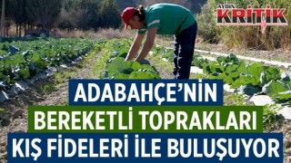 ADABAHÇE’NİN BEREKETLİ TOPRAKLARI KIŞ FİDELERİ İLE BULUŞUYOR