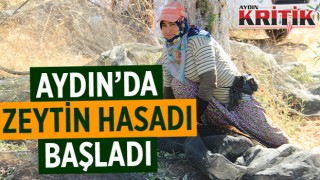 Aydın’da zeytin hasadı başladı