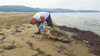 Hedef dışı av olan deniz kaplumbağası karaya vurdu