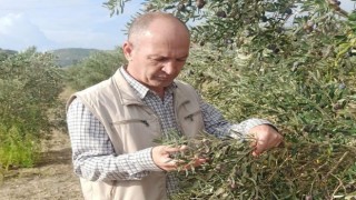 Aydın’da zeytin ve narenciye bahçeleri denetlendi