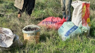 Çaldıkları 155 kilogram zeytin ile suçüstü yakalandılar