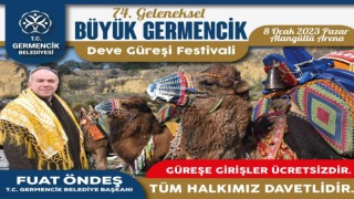 Germencik’te deve güreşi hazırlıkları sürüyor