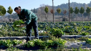 Kuşadası Adabahçe’de kış hasadı başladı