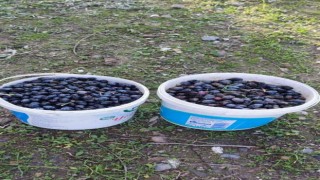 Zeytin hırsızı suçüstü yakalandı