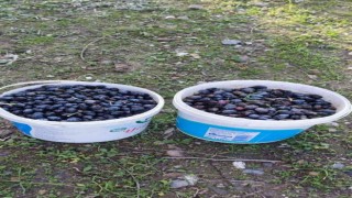 Zeytin hırsızı suçüstü yakalandı