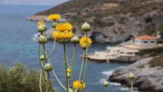 Kuşadası Belediyesi’nden ‘Doğal Botanik Parka’ koruma çemberi