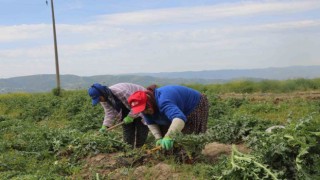 Efeler’in şevketibostanları için hasat zamanı