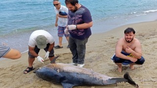 Kuşadası’nda iki yunus karaya vurdu