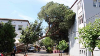 Asırlık ağaç polis karakolunun üzerine devrildi