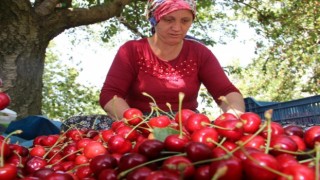 Olumsuz iklim şartlarına rağmen kiraz ve domates ihracatında rekor