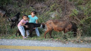 13 yaşındaki Ecenaz hem kardeşine, hem de keçilere bakıyor