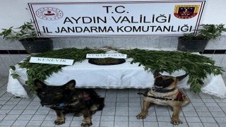 Aydın'da uyuşturucu operasyonu: 1 gözaltı