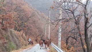 Zeytinde ‘yok yılı’ yük hayvanlarına yaradı