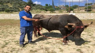 Çamköy’de boğa güreşi yapılacak