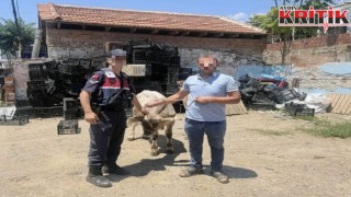 İncirliova’da Büyükbaş Hayvan Hırsızlığı Aydınlatıldı