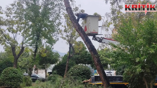 Efeler’de yağışlı havalara karşı budama önlemi