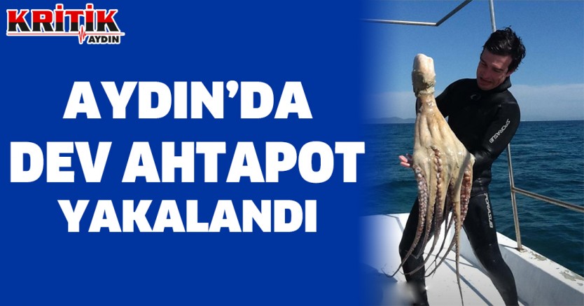 Aydın'da Dev Ahtapot Yakalandı